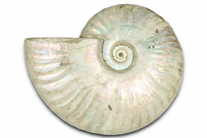 Silver Iridescent Ammonite (Cleoniceras) Fossil - Madagascar #328380